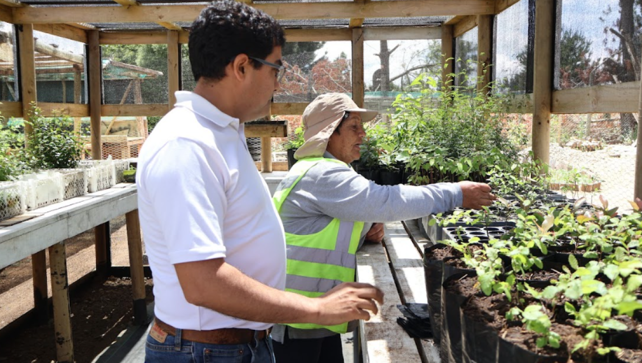 /conaf-impulsa-produccion-de-plantas-nativas-a-traves-del-programa-de