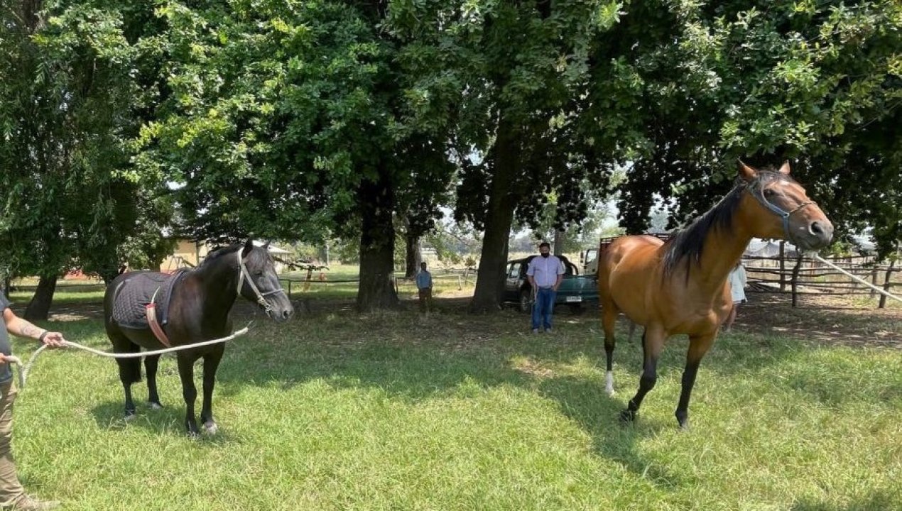 /regionales/region-del-nuble/se-buscan-denuncian-robo-de-tres-caballos-desde-centro-de-equinoterapia