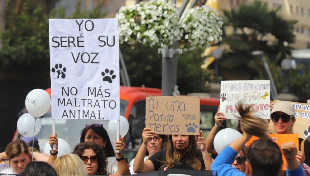 /tendencias/figuras-publicas/dia-mundial-del-perro-mas-de-3-millones-estan-sin-hogar-en-chile