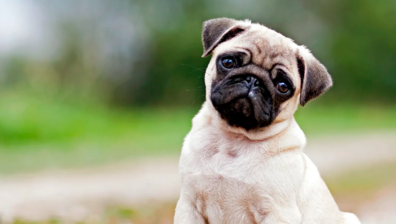 /tendencias/animales/identifican-las-razas-de-perro-mas-propensas-a-sufrir-golpes-de-calor