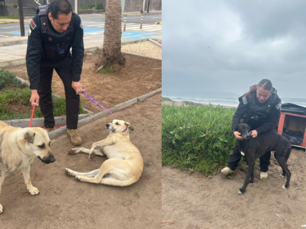 Alerta de tsunami en La Serena: evacúan perros callejeros del borde costero