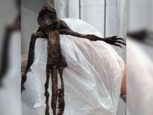 SAG rompió el misterio: esto dijeron sobre la criatura encontrada en Paillaco