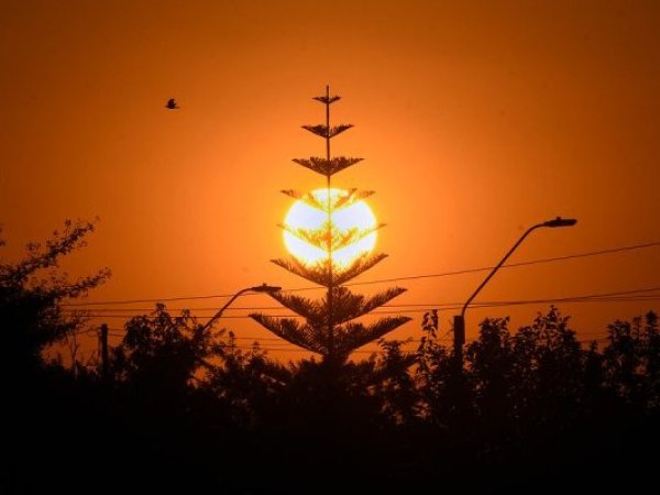 Incendios y cambio climático reducen más de 35 mil hectáreas de araucarias en La Araucanía
