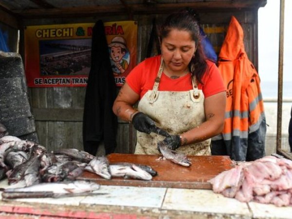 Nuevo proyecto de ley busca dar respaldo legal y estabilidad a mujeres de la pesca artesanal