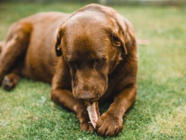 Alarmante informe: El 33% de los perros en Chile sufre de sobrepeso